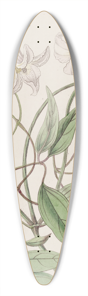 Sydenham Edwards - The crisp-flowered Clematis 39.3 inch art pintail longboard deck