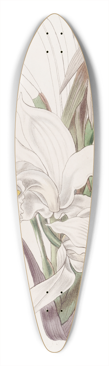 Sydenham Edwards - The Ivory Cymbid 39.3 inch art pintail longboard deck