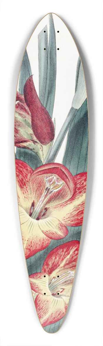 Sydenham Edwards - The Parrot Gladiole 39.3 inch art pintail longboard deck