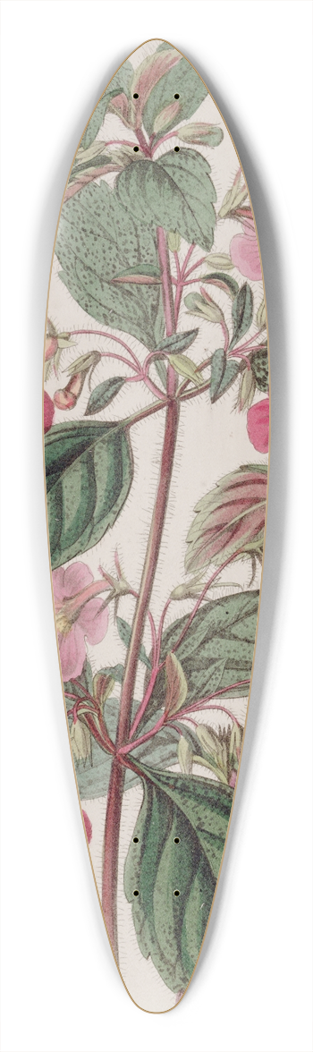 Sydenham Edwards - The Rose-coloured Achimenes 39.3 inch art pintail longboard deck