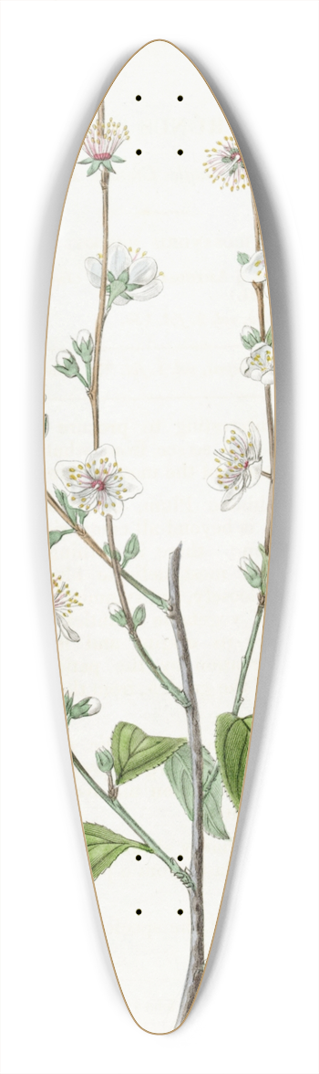 Sydenham Edwards - The Single Chinese Plum 39.3 inch art pintail longboard deck