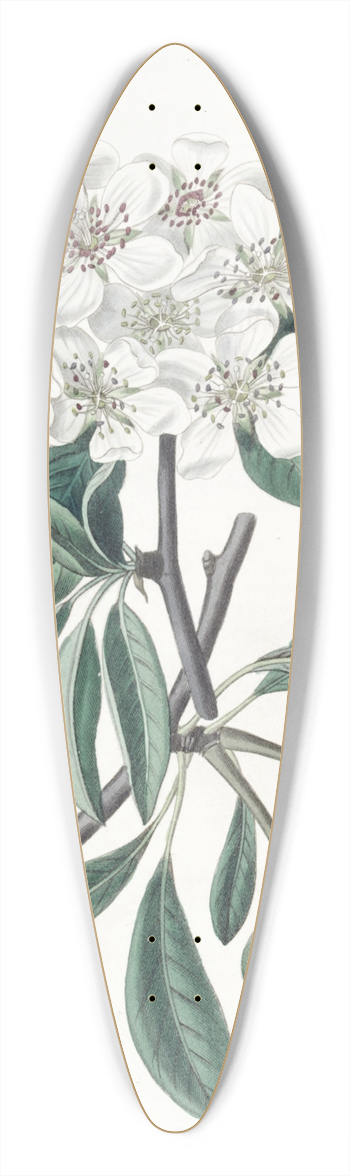 Sydenham Edwards - The Snow Pear 39.3 inch art pintail longboard deck
