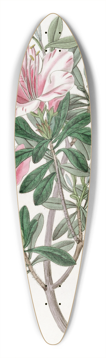 Sydenham Edwards - The Variegated Chinese Azalea 39.3 inch art pintail longboard deck