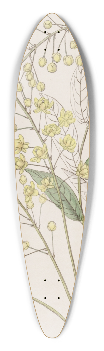 Sydenham Edwards - Thin Ash-leaved Berberry 39.3 inch art pintail longboard deck