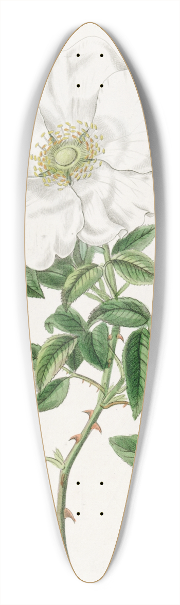 Sydenham Edwards - Three-leaved China Rose 39.3 inch art pintail longboard deck