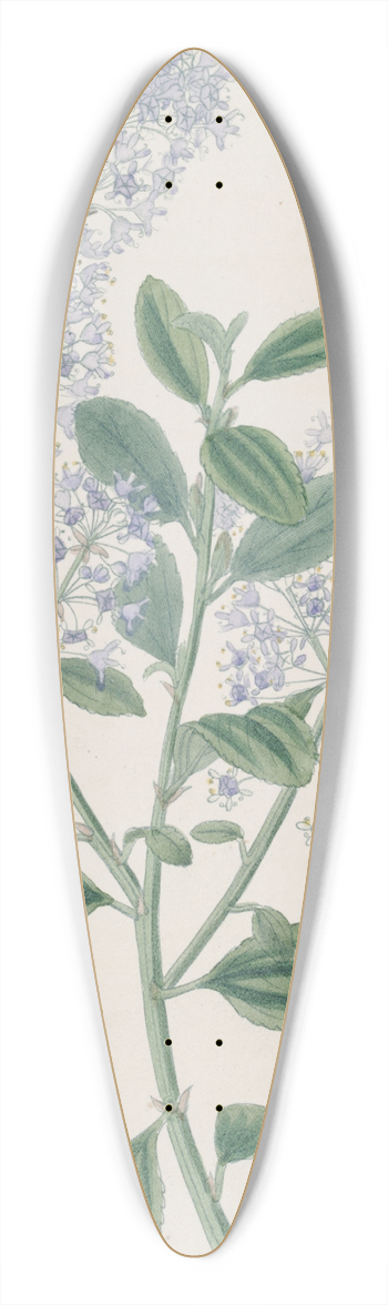 Sydenham Edwards - Thyrse-bearing Ceanothus 39.3 inch art pintail longboard deck