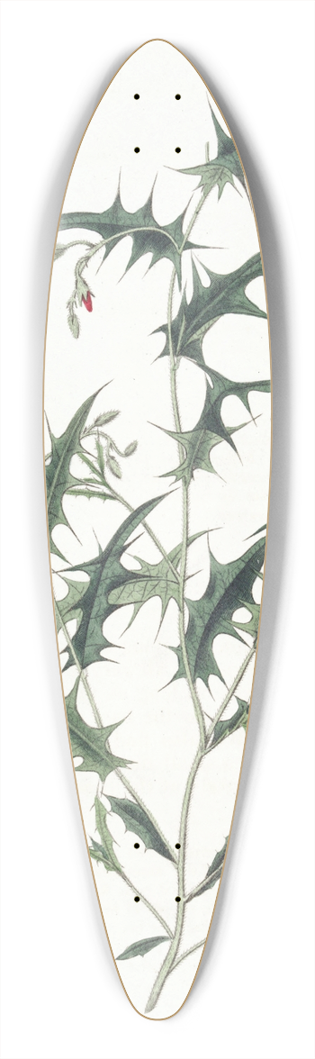 Sydenham Edwards - Triangular Chorozema 39.3 inch art pintail longboard deck