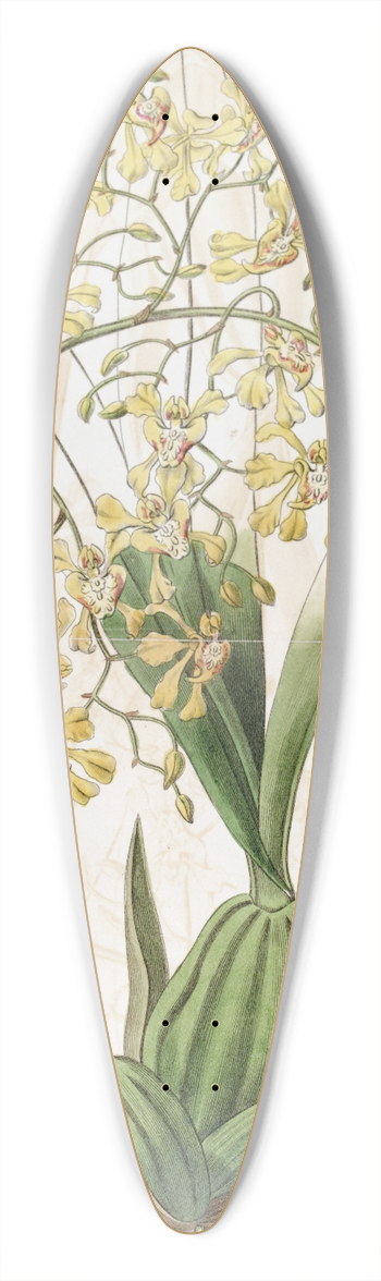 Sydenham Edwards - Triangular-lipped Oncidium 39.3 inch art pintail longboard deck