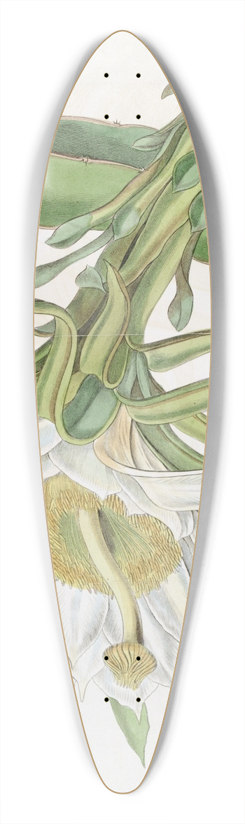 Sydenham Edwards - Triangular Torch-thistle 39.3 inch art pintail longboard deck