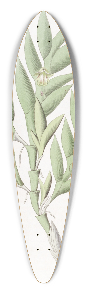 Sydenham Edwards - Two-edged Dendrobium 39.3 inch art pintail longboard deck