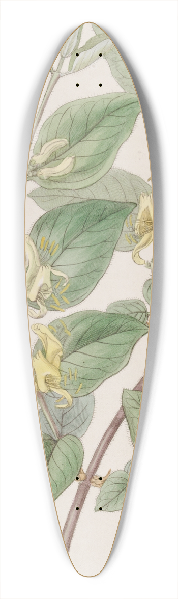 Sydenham Edwards - Various-leaved Fly Honeysuckle 39.3 inch art pintail longboard deck