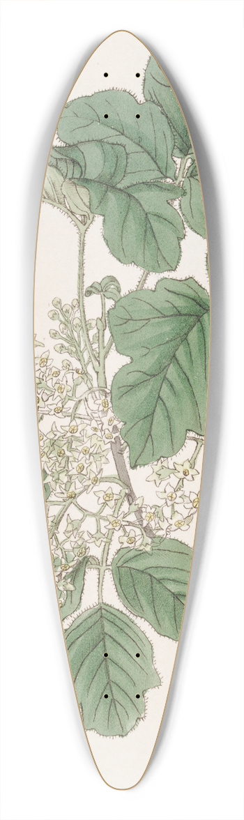 Sydenham Edwards - Various-leaved Poison Oak 39.3 inch art pintail longboard deck