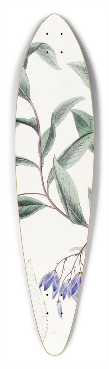 Sydenham Edwards - Various-leaved Sollya 39.3 inch art pintail longboard deck