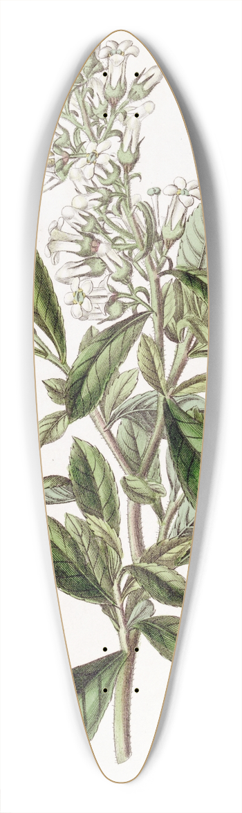 Sydenham Edwards - Varnished Escallonia 39.3 inch art pintail longboard deck