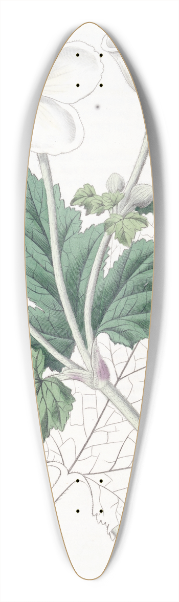 Sydenham Edwards - Vine-leaved Anemone 39.3 inch art pintail longboard deck