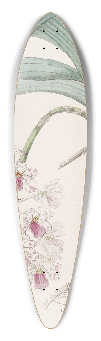 Sydenham Edwards - Violet Vanda 39.3 inch art pintail longboard deck