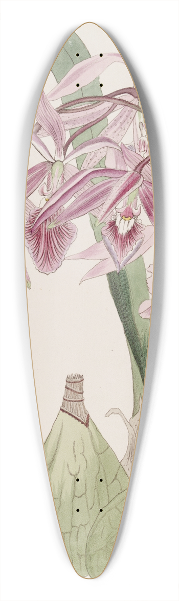 Sydenham Edwards - Warted Epidendrum 39.3 inch art pintail longboard deck