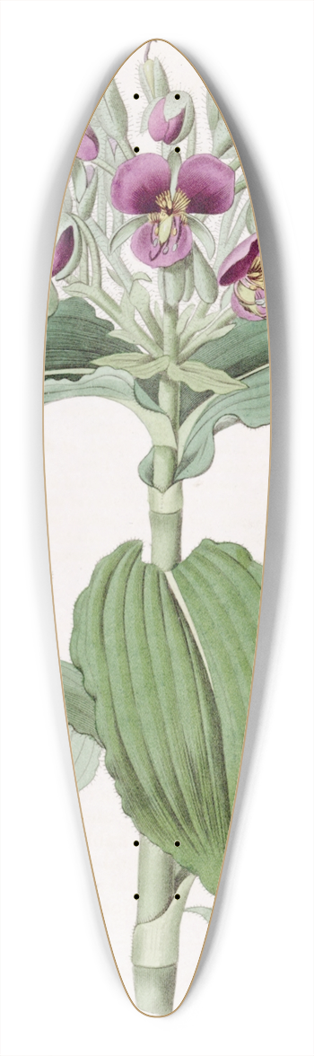 Sydenham Edwards - Waved-leaved Spiderwort 39.3 inch art pintail longboard deck