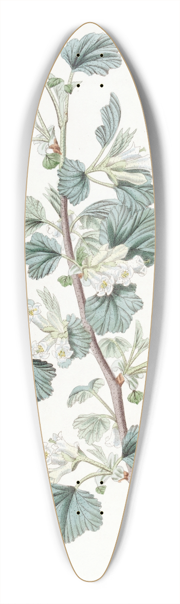 Sydenham Edwards - Waxy Currant 39.3 inch art pintail longboard deck