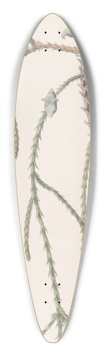 Sydenham Edwards - Weeping Arbor Vitae 39.3 inch art pintail longboard deck