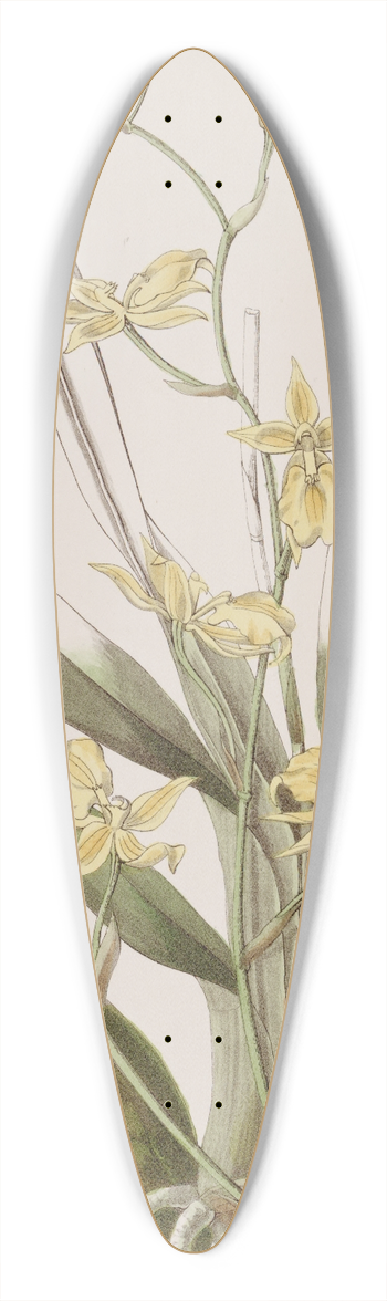Sydenham Edwards - Whiskered Curvelip 39.3 inch art pintail longboard deck