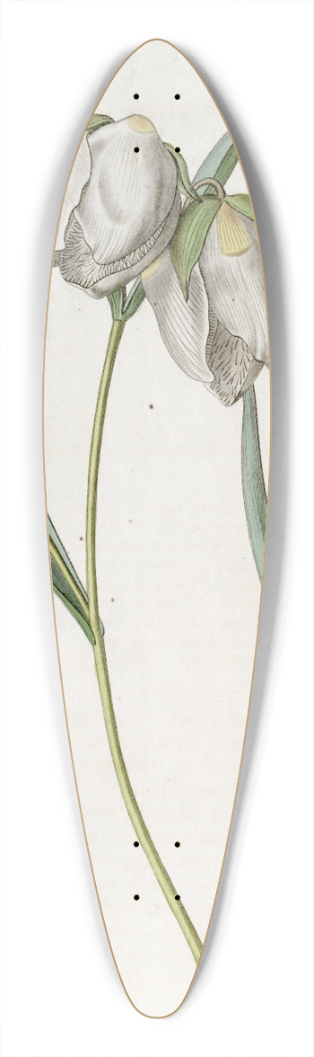 Sydenham Edwards - White Cyclobothra 39.3 inch art pintail longboard deck