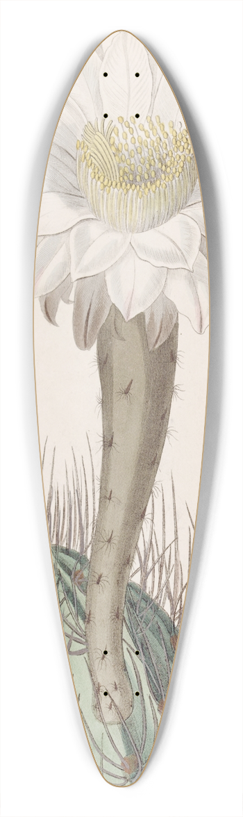 Sydenham Edwards - White Torch-thistle 39.3 inch art pintail longboard deck