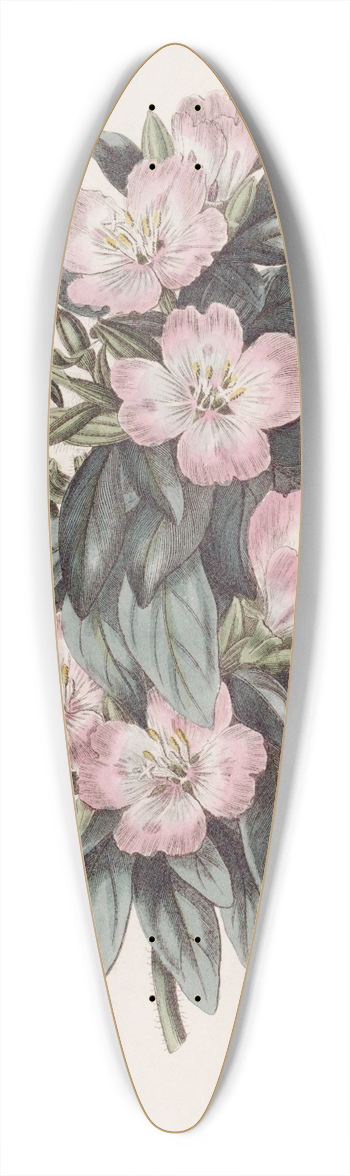 Sydenham Edwards - Whitish Godetia 39.3 inch art pintail longboard deck