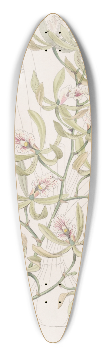 Sydenham Edwards - Winged Epidendrum 39.3 inch art pintail longboard deck
