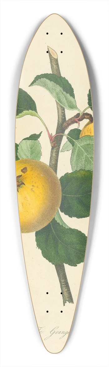 Thomas Andrew Knight - Grange Apple 39.3 inch art pintail longboard deck