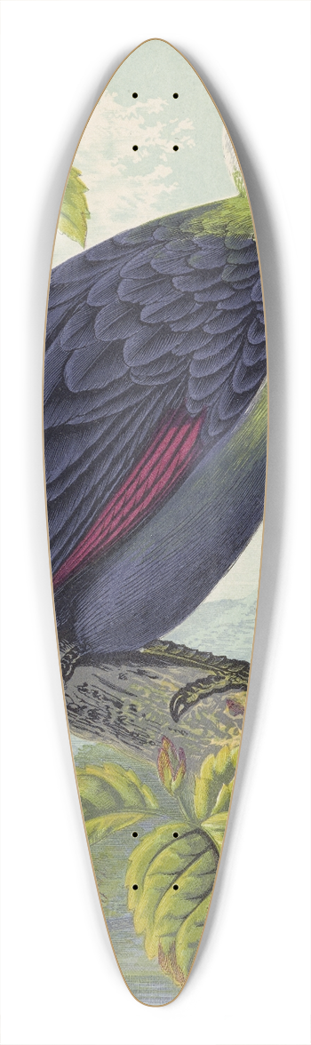 Thomas Waterman Wood - Corythaix Leucolopha 39.3 inch art pintail longboard deck
