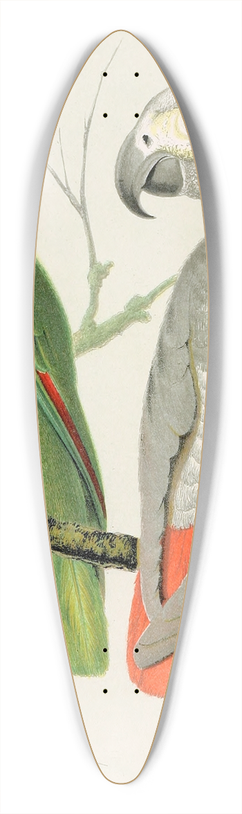 W. A . Blakston - Amazon Parrot, Grey Parrot 39.3 inch art pintail longboard deck