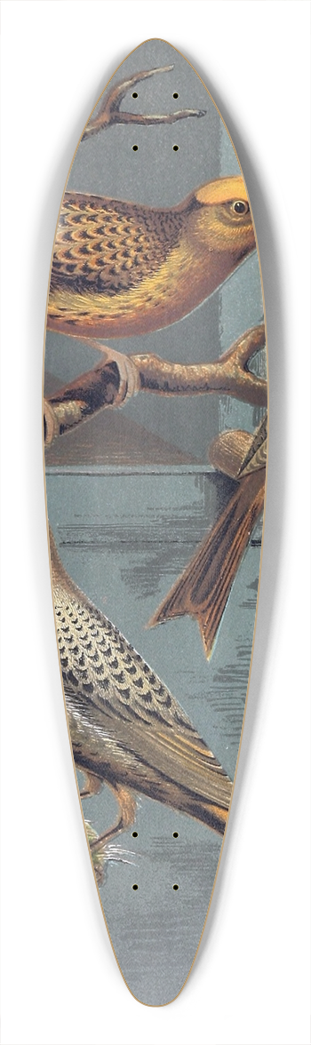 W. A . Blakston - Lizard Canaries 39.3 inch art pintail longboard deck