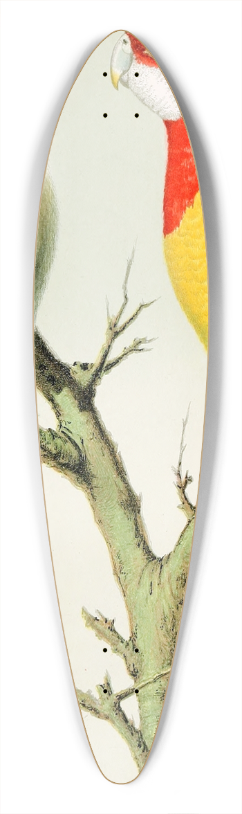 W. A . Blakston - Rosella Parrakeets 39.3 inch art pintail longboard deck