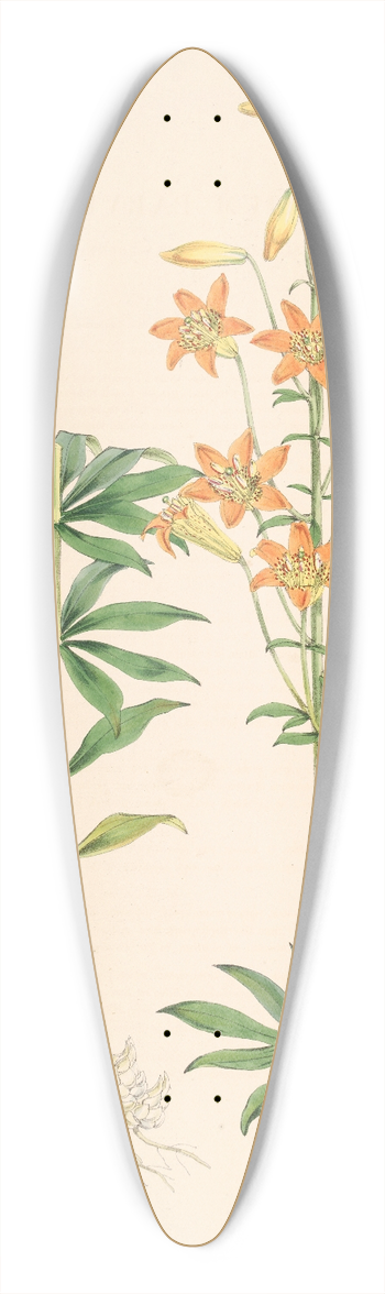 Walter Hood Fitch - Lilium parvum 39.3 inch art pintail longboard deck