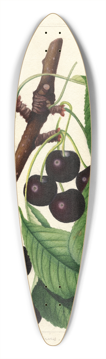 William Henry Prestele - Prunus avium: Black Republican 39.3 inch art pintail longboard deck