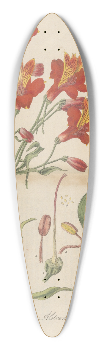 William Jackson Hooker - Alstroemeria pulchella 39.3 inch art pintail longboard deck
