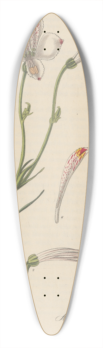 William Jackson Hooker - Alstroemeria tricolor 39.3 inch art pintail longboard deck
