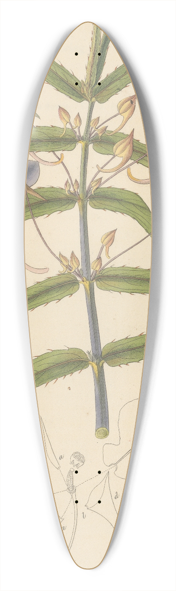William Jackson Hooker - Balsamina setacea 39.3 inch art pintail longboard deck