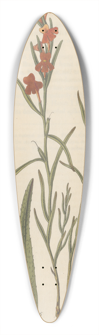 William Jackson Hooker - Campuleia coccinea 39.3 inch art pintail longboard deck