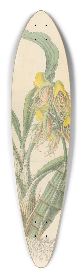 William Jackson Hooker - Catasetum tridentatum 39.3 inch art pintail longboard deck