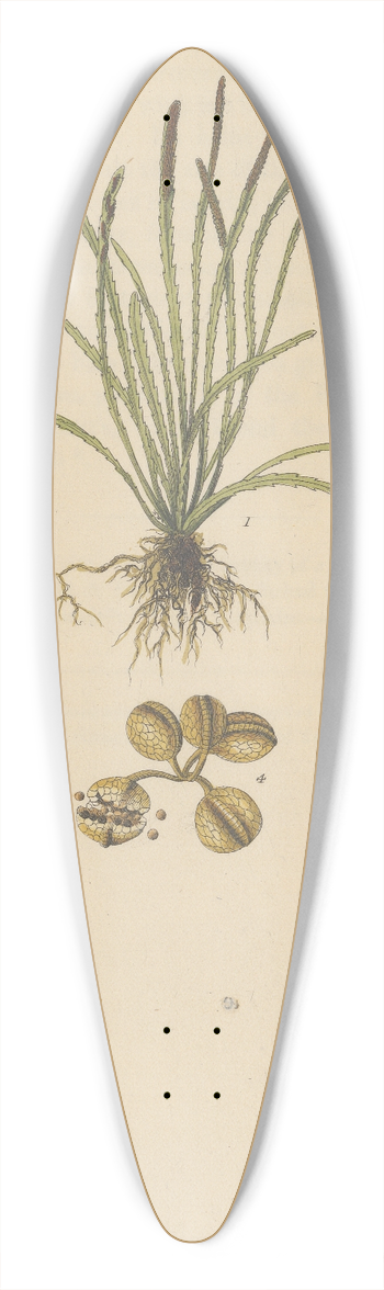 William Jackson Hooker - Grammitis serrulata 39.3 inch art pintail longboard deck