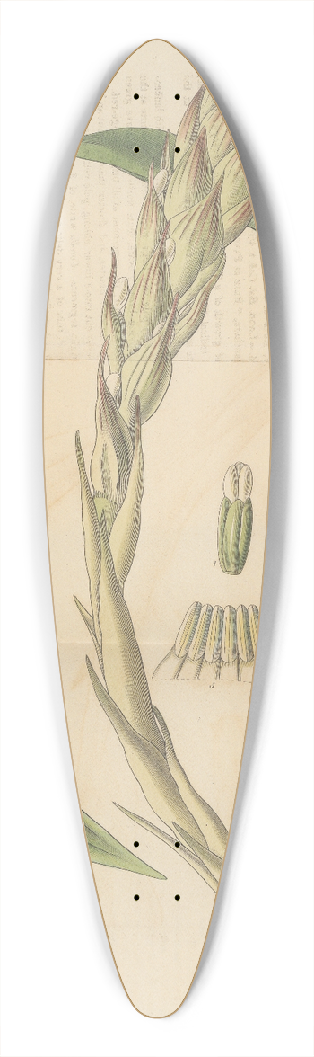 William Jackson Hooker - Gusmannia tricolor 39.3 inch art pintail longboard deck