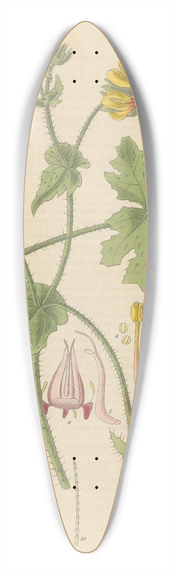 William Jackson Hooker - Loasa nitida 39.3 inch art pintail longboard deck