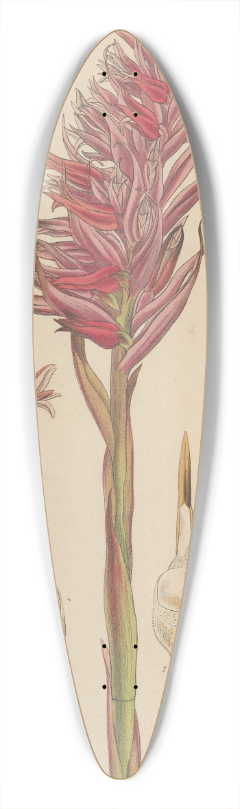 William Jackson Hooker - Neottia speciosa 39.3 inch art pintail longboard deck