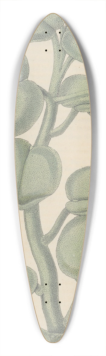William Jackson Hooker - Peperomia incana 39.3 inch art pintail longboard deck