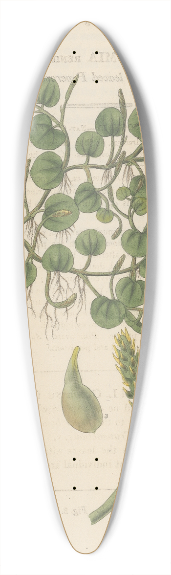 William Jackson Hooker - Peperomia renirormis 39.3 inch art pintail longboard deck