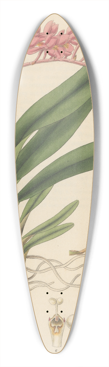 William Jackson Hooker - Pleurothallis coccinea 39.3 inch art pintail longboard deck