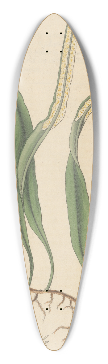William Jackson Hooker - Polypodium pertusum 39.3 inch art pintail longboard deck