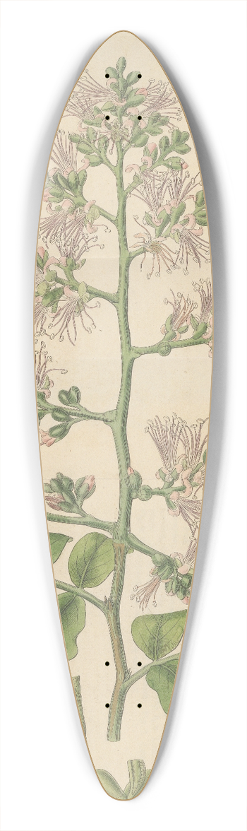 William Jackson Hooker - Shotia Latifolia 39.3 inch art pintail longboard deck